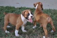 Boxer puppies available