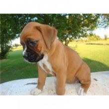 Brindle and fawn Boxer puppies available now