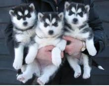 Certificate male and female siberian husky puppies --