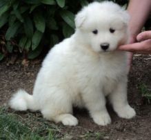 Charming male and female Samoyed pups for adoption.