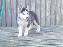 Cute and Charming siberian huskies T