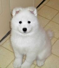 Cute male and female Samoyed Puppies.