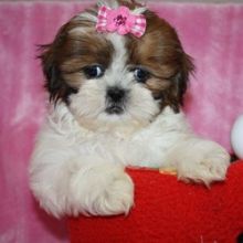 Cute Shih Tzu puppies.