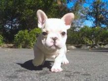 Gorgeous English Bulldog puppies available