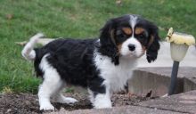 Happy and special Cavalier King Charles Puppies for adoption