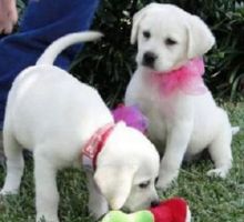 Home Trained Labrador Retriever Puppies