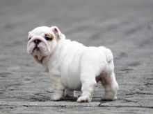 Intelligent Healthy Akc English Bulldog Puppies (213) 787-4282