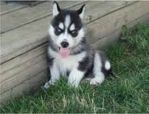 Lovable baby joy siberian husky puppies