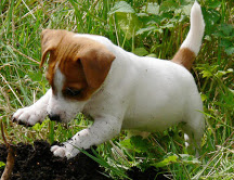 Lovely Jack Russell Terrier Puppies for Sale