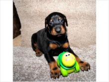 Male and female Doberman Puppies.
