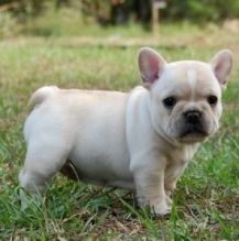 Male and female French Bulldog Puppies.