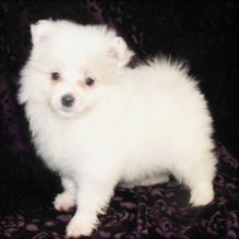 Male and female Pomeranian Puppies.