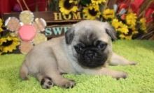 Male and female Pug Puppies.