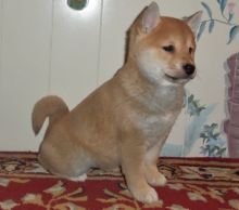 male and female Shiba inu Puppies.