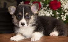 most beautiful tri-colored Corgi puppies