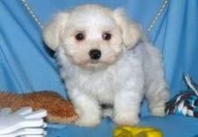 One male and two female teacup Maltese puppies ready to go