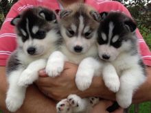 Pretty Male and Female siberian husky Puppies -