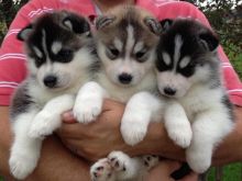 Registered Siberian Husky Puppies