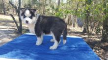 Sweet Siberian Husky Puppies