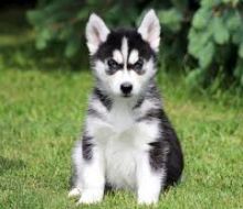 to get your Siberian Huskies puppies