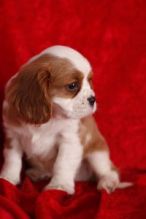 Two amazing Cavalier King Charles Spaniel puppies available for adoption.