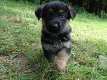 We have beautiful German Shepherd puppies wanting to be your new best friend.