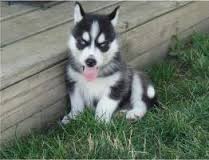 Woo!!Adorable siberian husky Puppies For Re homing =-