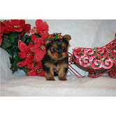 Yorkie puppies