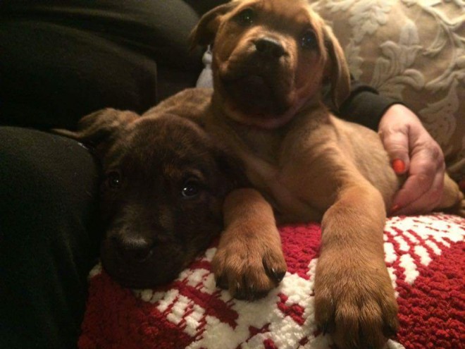 12 weeks old Rottweiler Puppies for Adoption Image eClassifieds4u