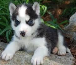Absolutely gorgeous Siberian Husky Puppies Image eClassifieds4u
