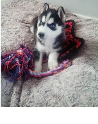 Adorable male and female Siberian husky puppies Image eClassifieds4u