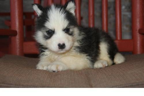 Adorable male and female Siberian husky puppies Image eClassifieds4u