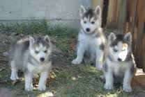Affectionate cute male and female siberian husky puppies text . Image eClassifieds4u