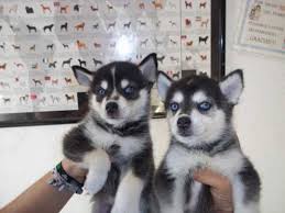 Charming Siberian husky puppies in Medicine Hat Image eClassifieds4u