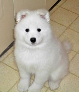 Cute male and female Samoyed Puppies. Image eClassifieds4u