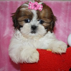 Cute Shih Tzu puppies. Image eClassifieds4u