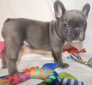 French Bulldogs puppies for sale Image eClassifieds4u