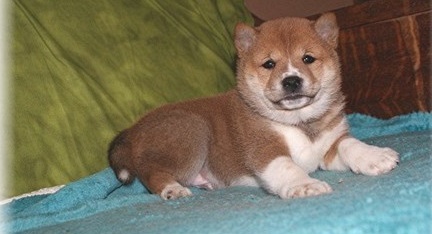 friendly & social Shiba Inu Puppies. Image eClassifieds4u