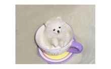 All White Pomeranian Puppy for Sale Image eClassifieds4u 1