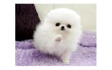 Pomeranian puppies available now at affordable price. Image eClassifieds4U