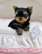 2 Registered Yorkie Puppies Ready Now Image eClassifieds4U