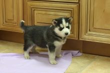 Adorable male and female Siberian husky puppies Image eClassifieds4U