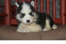 Adorable male and female Siberian husky puppies Image eClassifieds4u 2