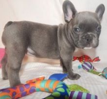 French Bulldogs puppies for sale Image eClassifieds4u 2