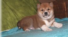 friendly & social Shiba Inu Puppies. Image eClassifieds4U