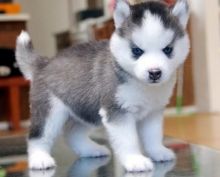 Reg’d CKC siberian Husky Puppies Image eClassifieds4U