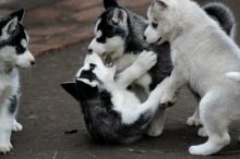 Siberian husky puppies available Image eClassifieds4U