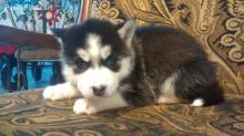 Siberian husky puppies available Image eClassifieds4U