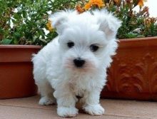 Two Teacup Maltese Puppies Needs a New Family Image eClassifieds4U