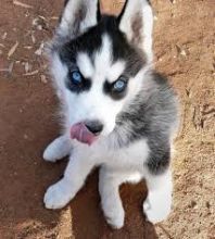 Well Trained Siberian Husky Image eClassifieds4U